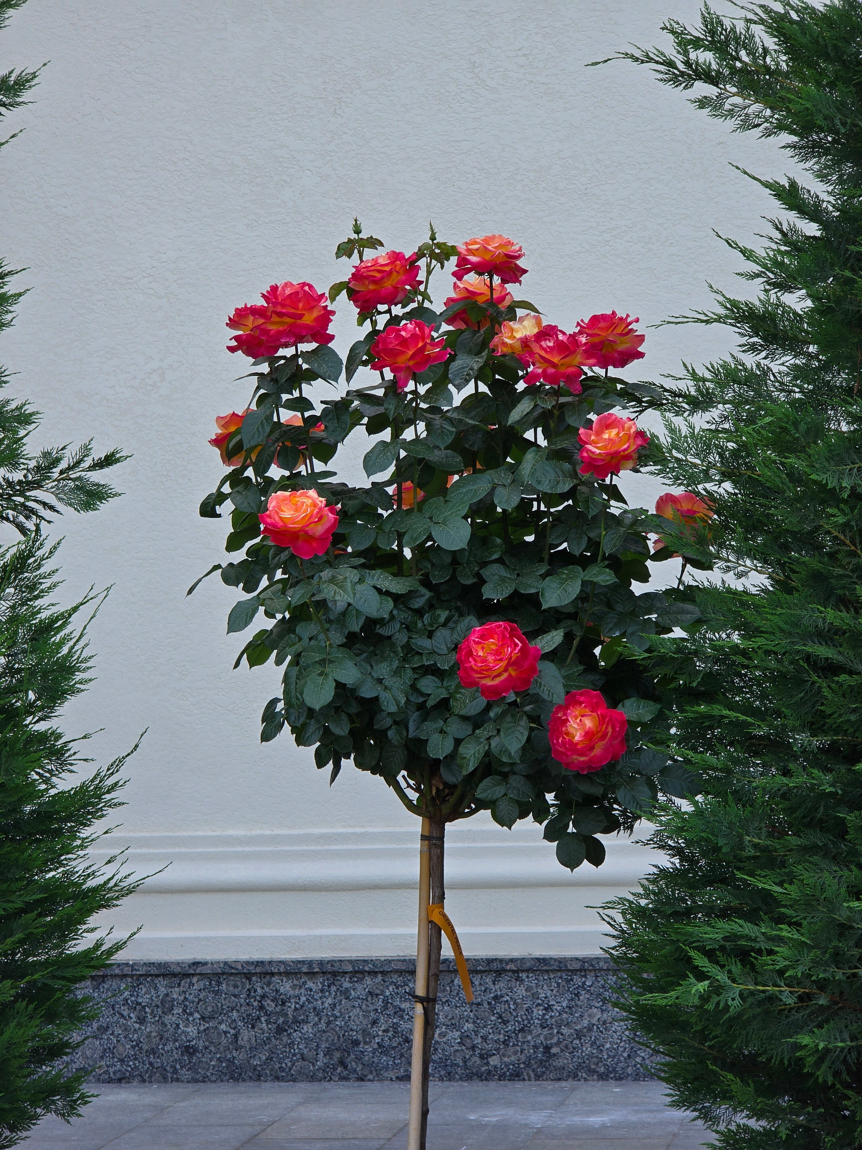 Фото Crowne Plaza