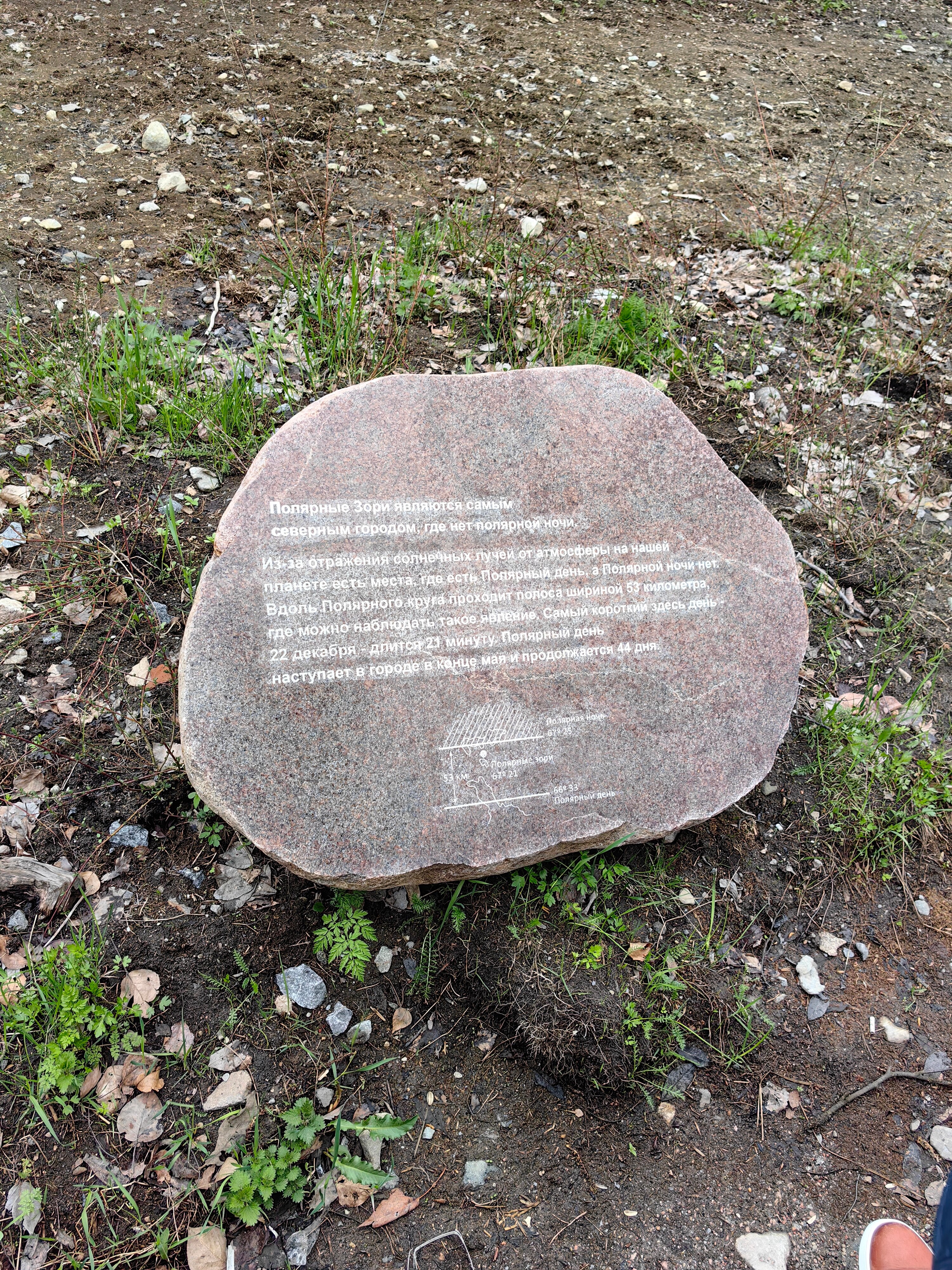 Фото Брусника