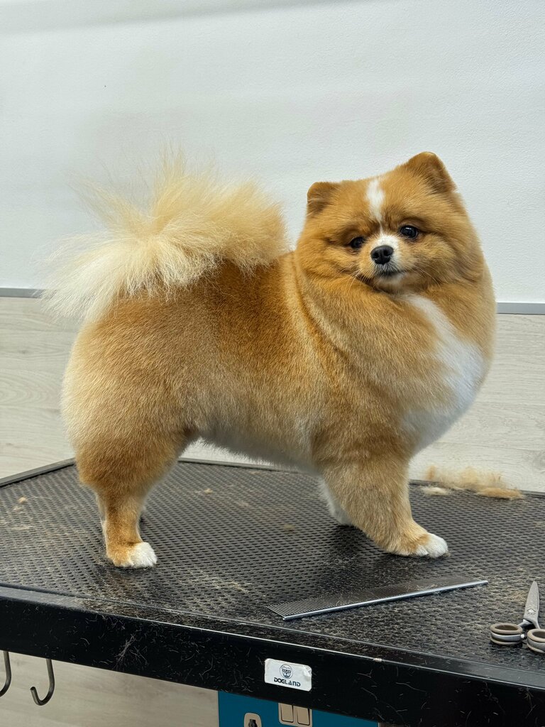 Pet salon Grooming Studio, Orel, photo