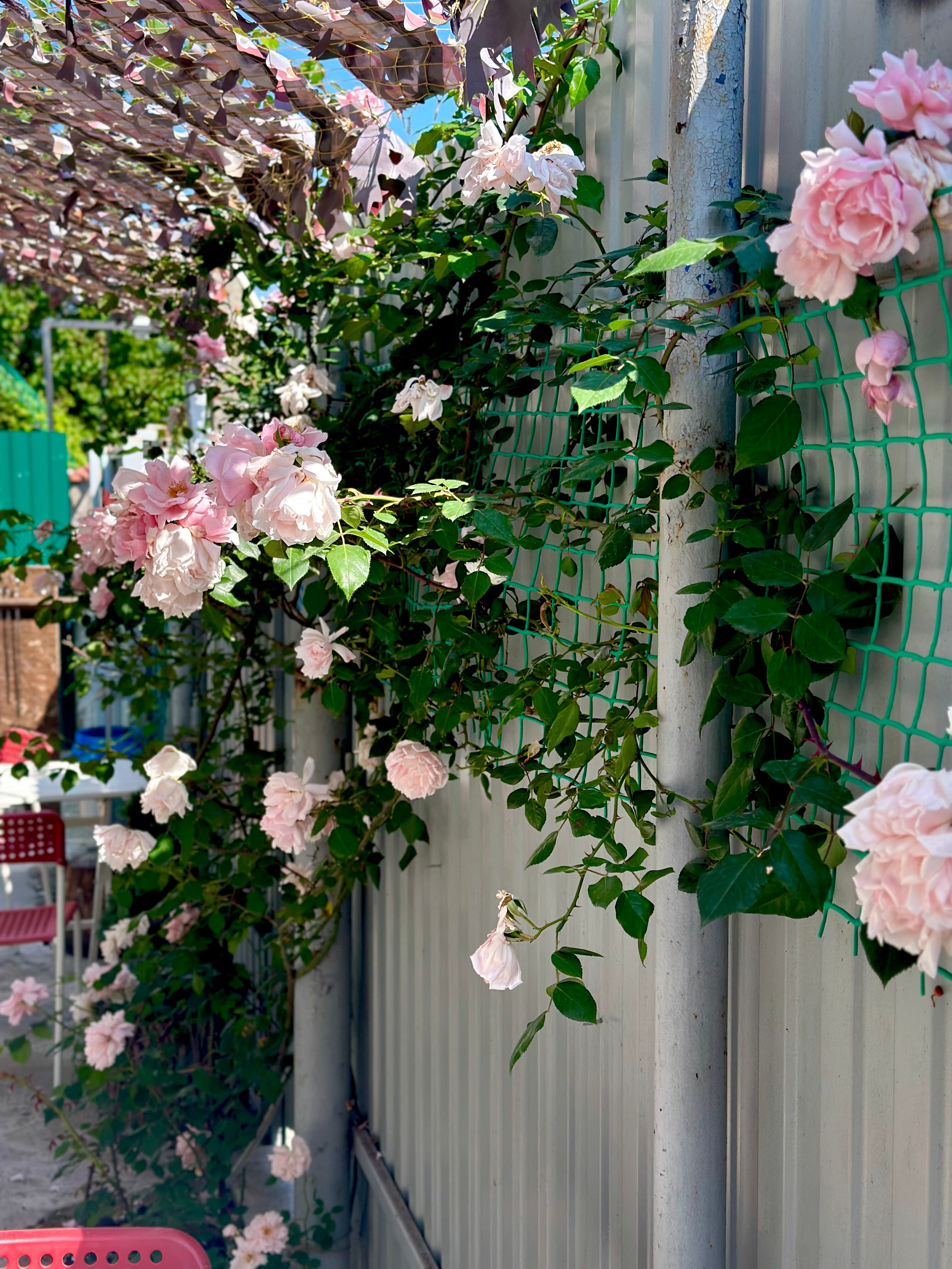 Фото Альдаир