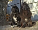 Pitomnik Nyufaundlendov Super Bizon (Lunacharskogo Street, 76), animal nursery