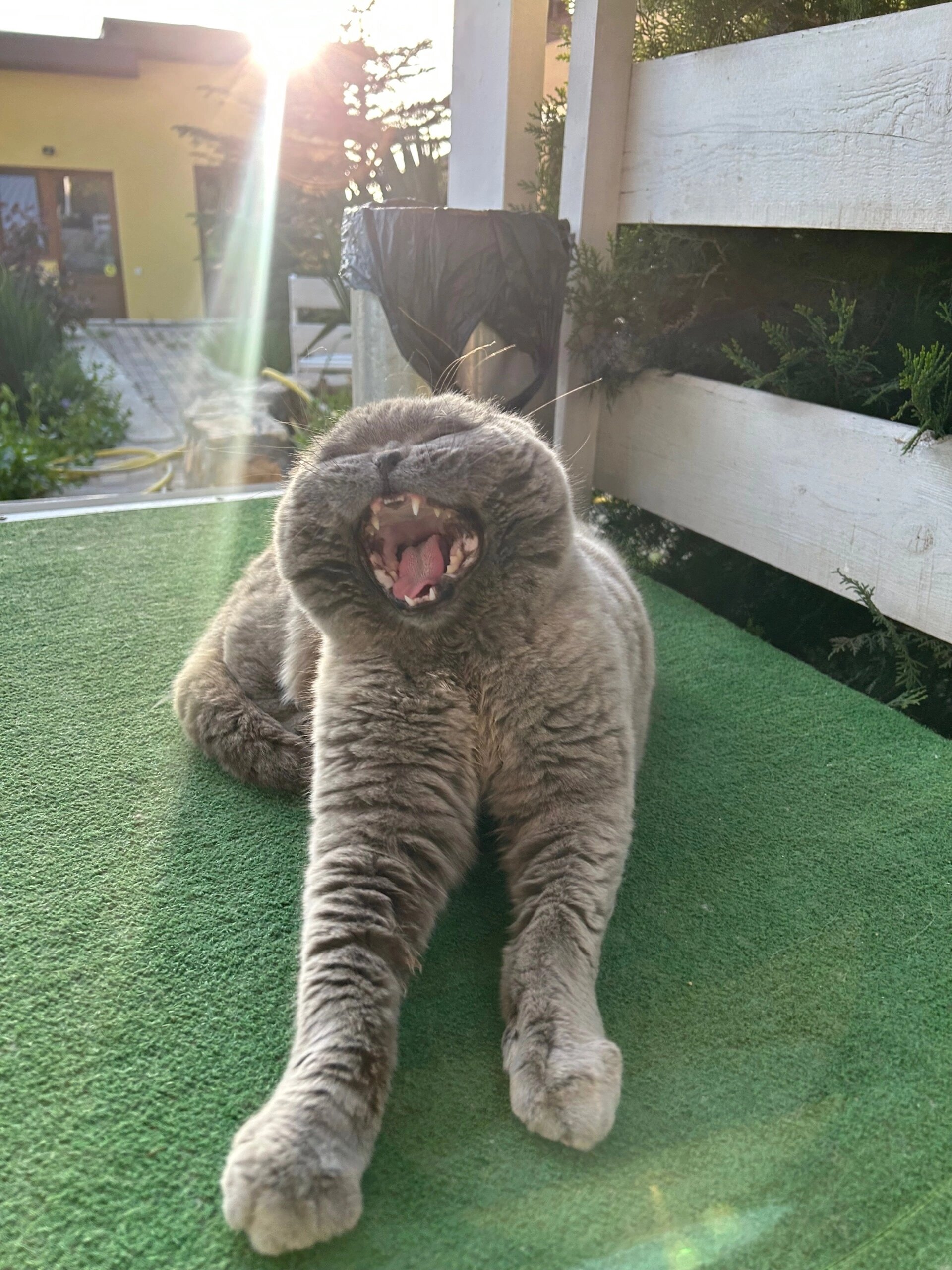 Фото Шафран