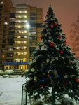 Городская ёлка (Moscow Region, Mytischi, mikrorayon 17A, Novoe Medvedkovo Residential Complex), city tree