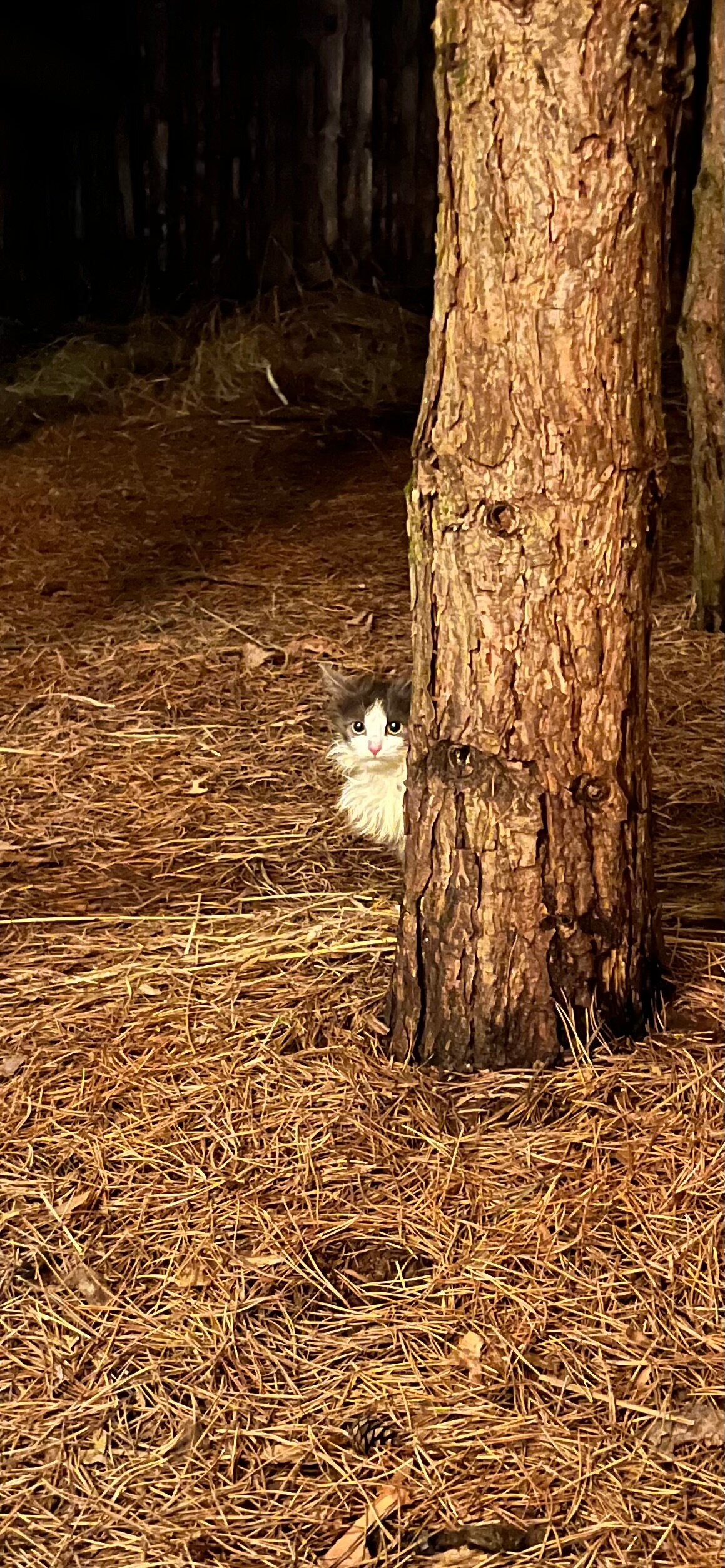 Фото О, Дни в Лесу