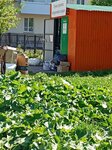 Waste (Republic of Bashkortostan, Oktyabrskiy, mikrorayon Tsentr), purchase of recyclables