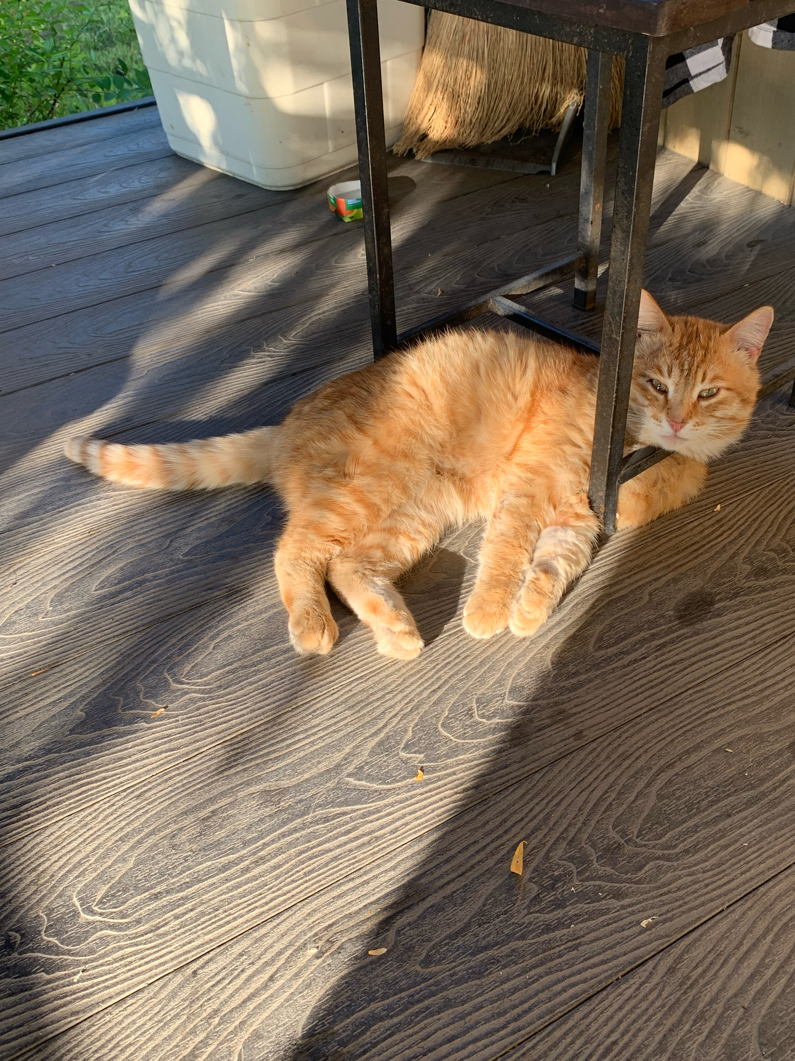 Фото Тополя