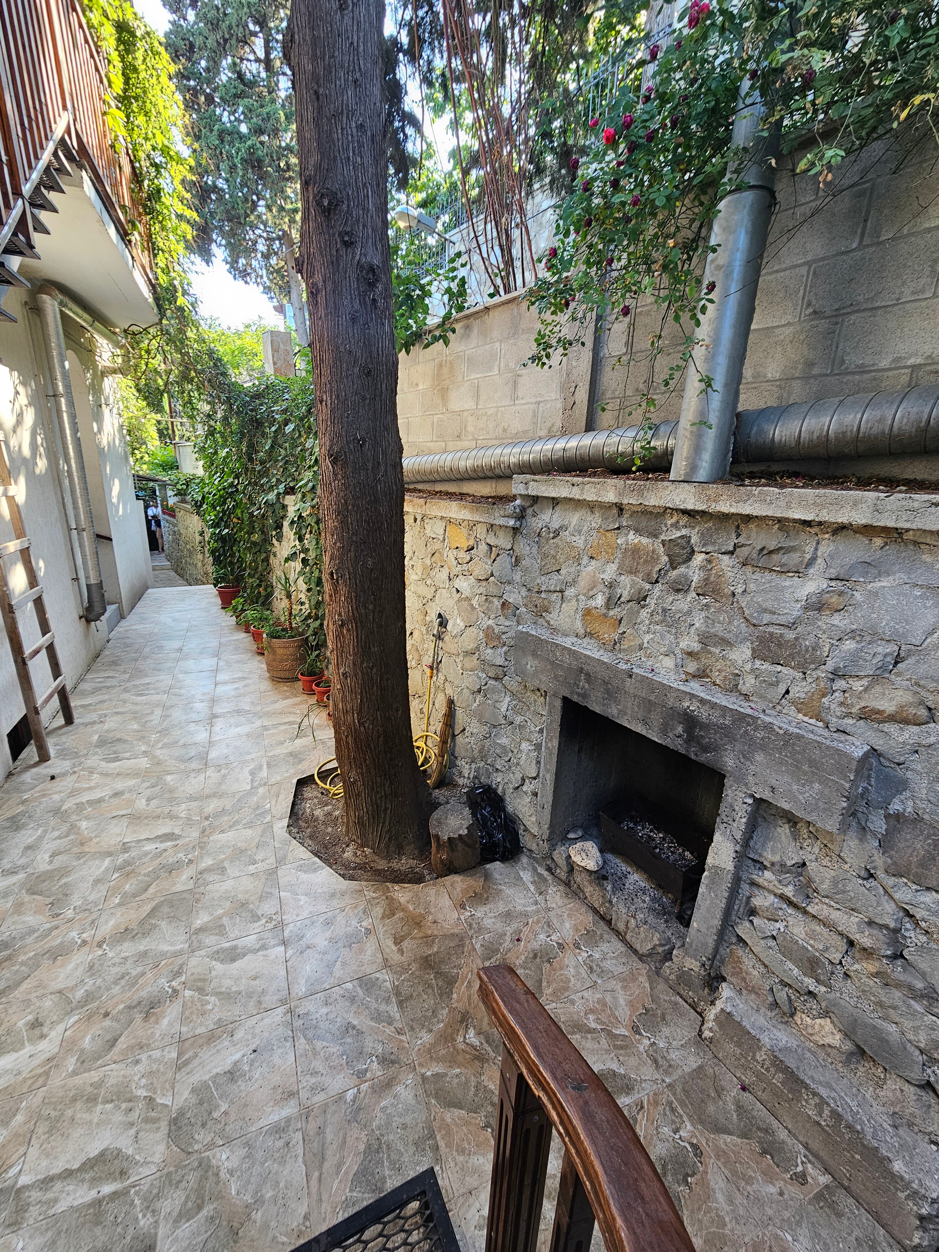 Фото Кипарис