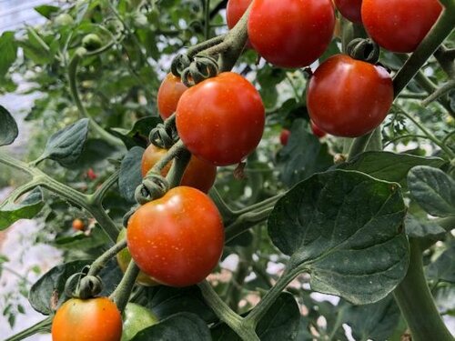 Гостиница Nouka Minsyuku Nakajima - Vacation Stay 99829 в Префектуре Токусима