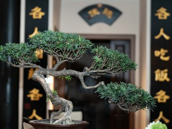 Фото Buddha Zen Hotel Chengdu