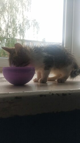 Museum Bibliothèque-musée, Sarthe, photo