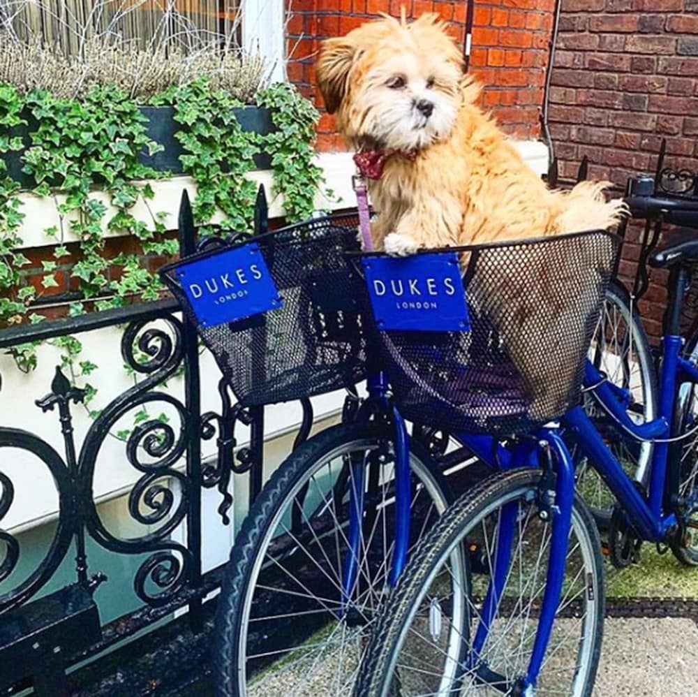 Фото Dukes London