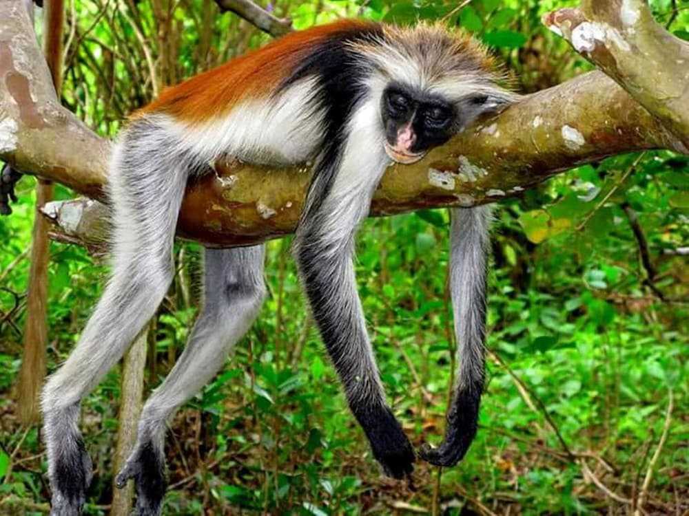 Фото Samaki Lodge