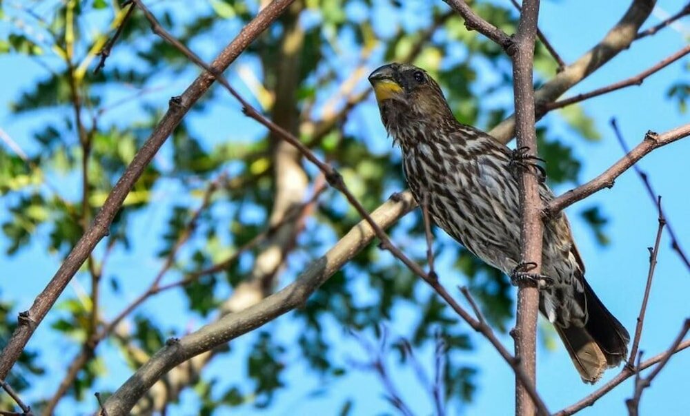 Фото Pierneef's Kraal