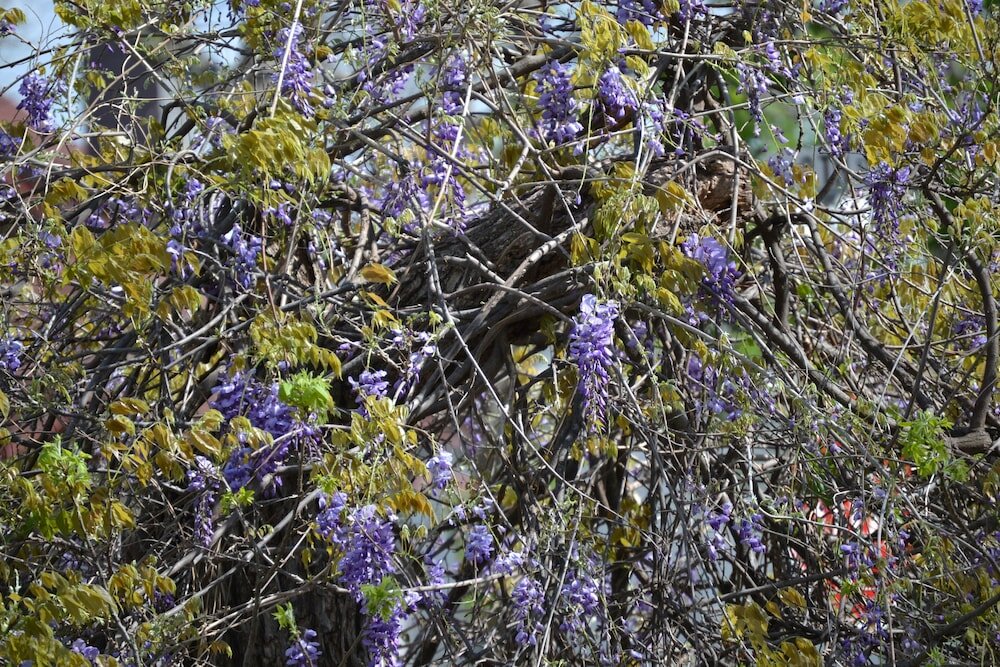 Фото The Carleton House