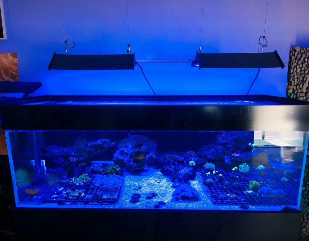 Pet shop Market Petshop, Manisa, photo