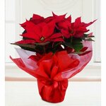 Yaprak Çiçekçilik (Tokat, Tokat Merkez, Gazi Osman Paşa Blv., 41), flower shop