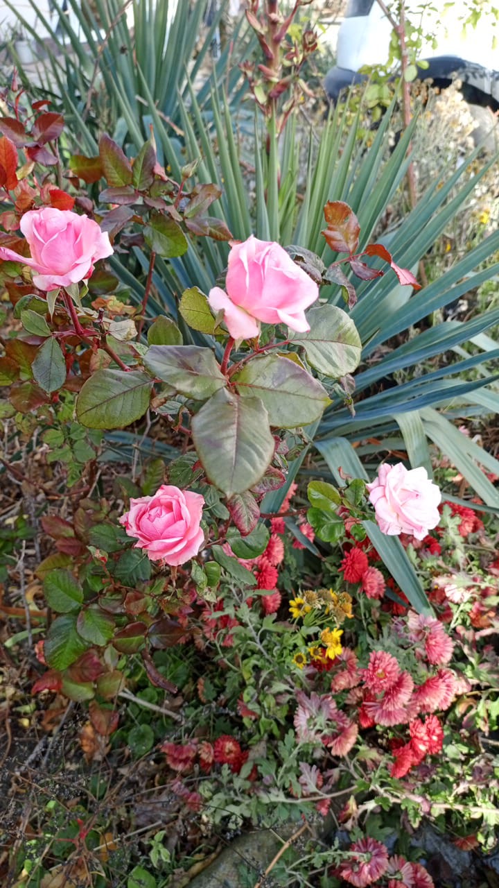 Фото Лазурный