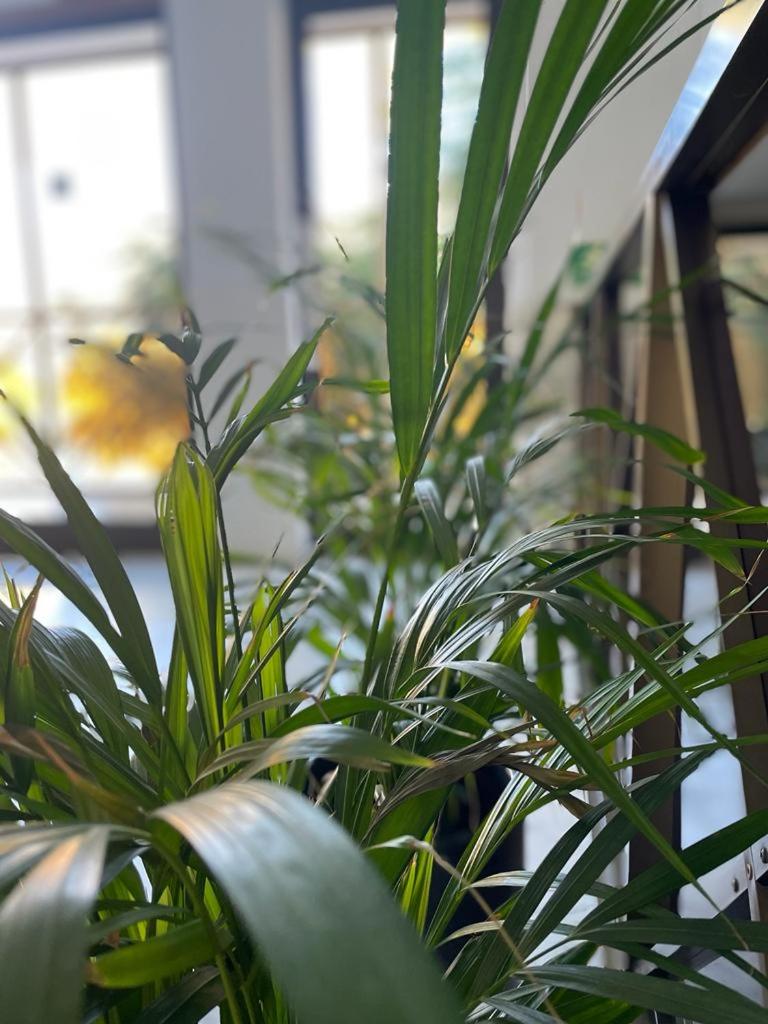 Фото Hotel Valle Aridane