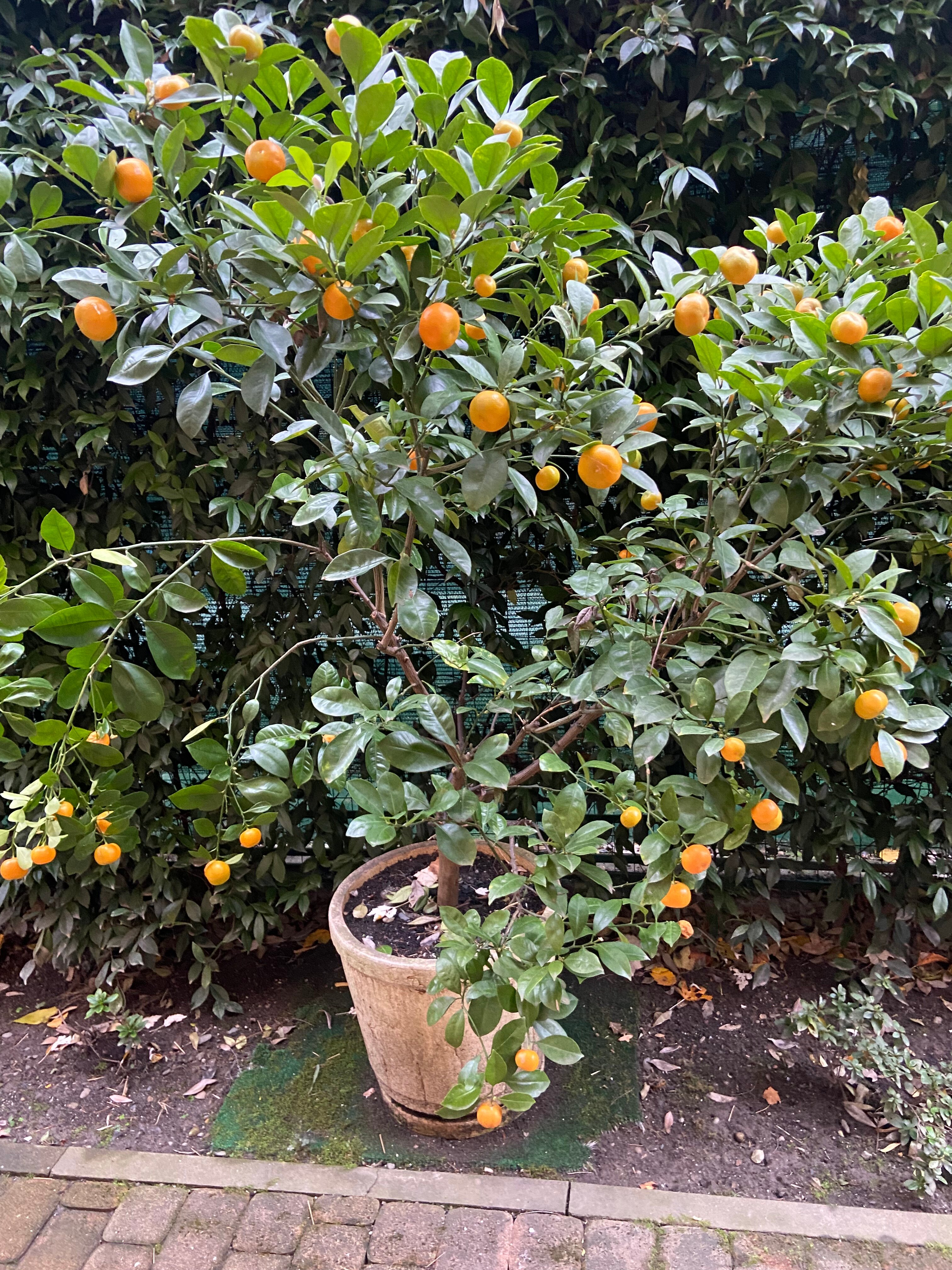 Фото Апельсин