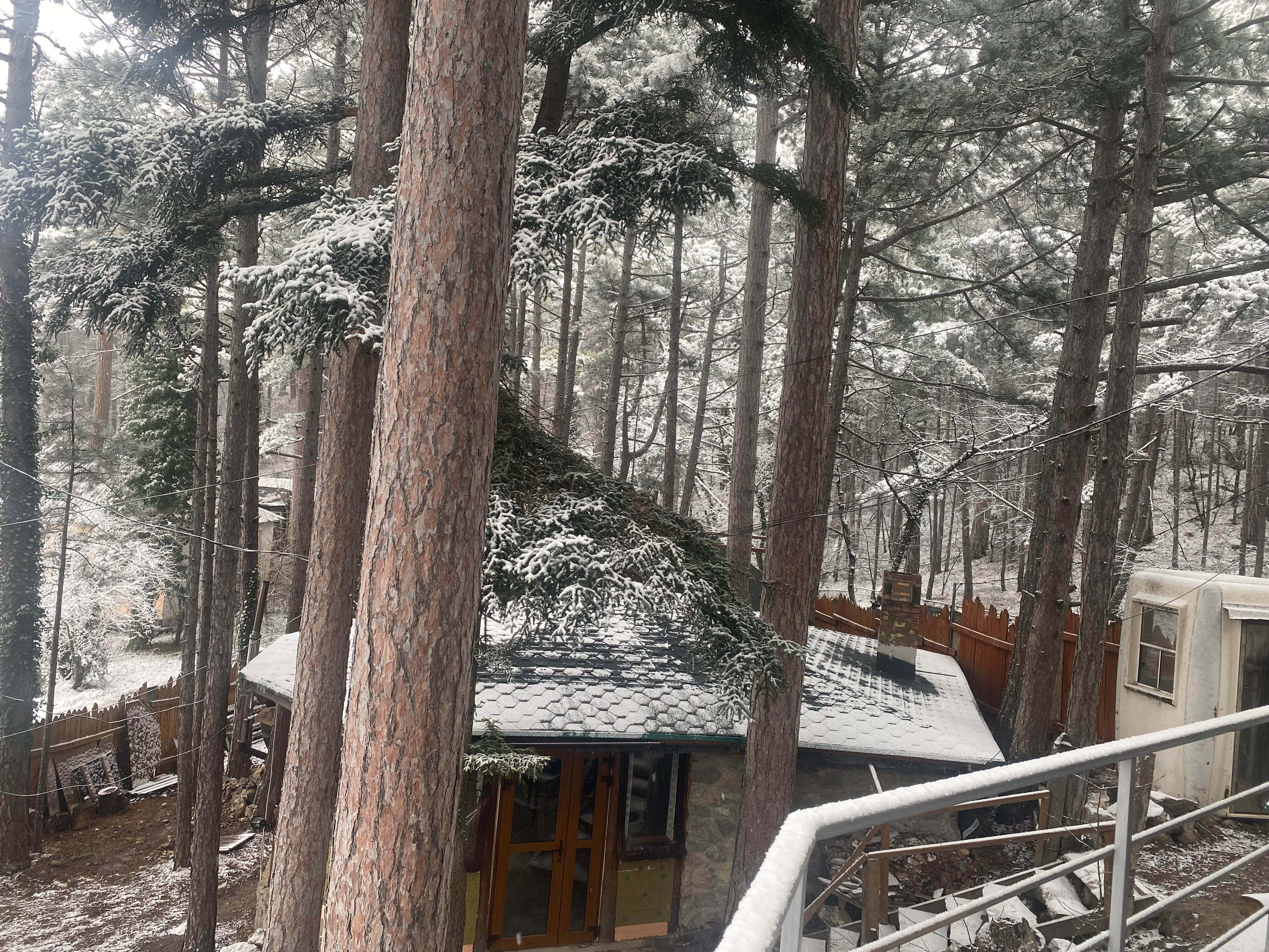 Фото Леший Ялта