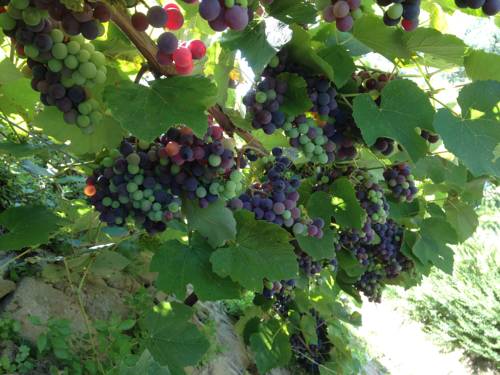 Фото Pensione Bencistà