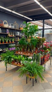 «Много Цветов» фото 1