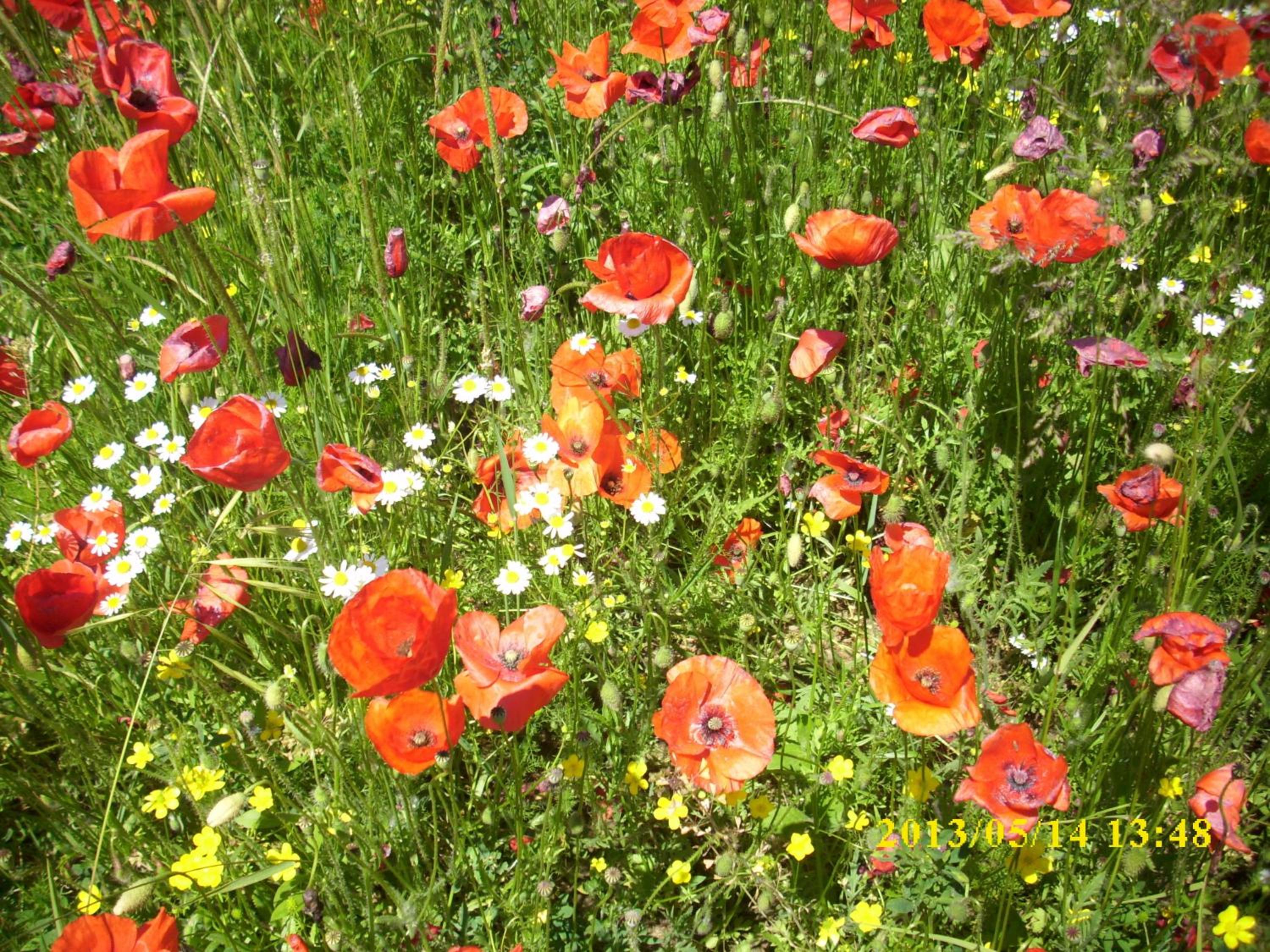 Фото Residence al Lago