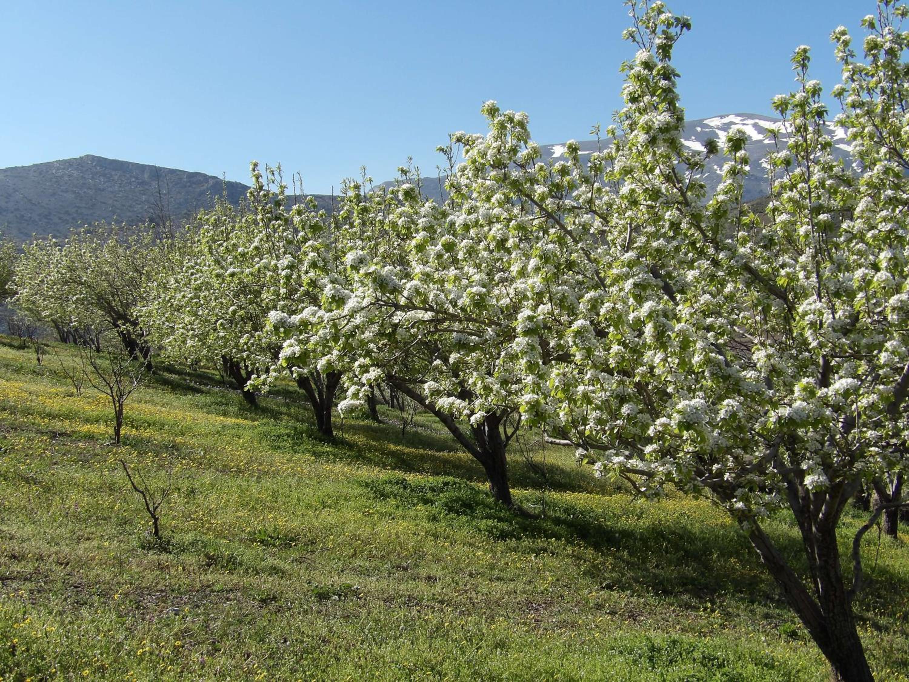 Фото Arodamos Traditional Houses
