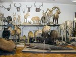 Zoo museum (Gagarina Avenue, 23к1), museum