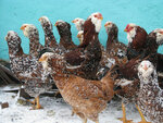 Mir Kur (Noviy Byt Village, Novaya Street, 1), egg and poultry meat