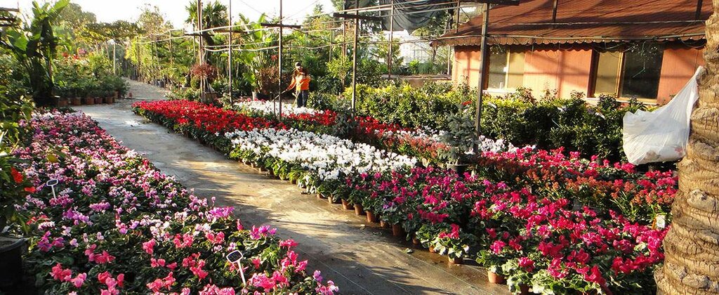 Garden center Izmir Fidancilik, Izmir, photo
