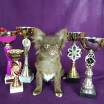 Pitomnik griffonov i yorkov (Gagarina Street, 15), animal nursery