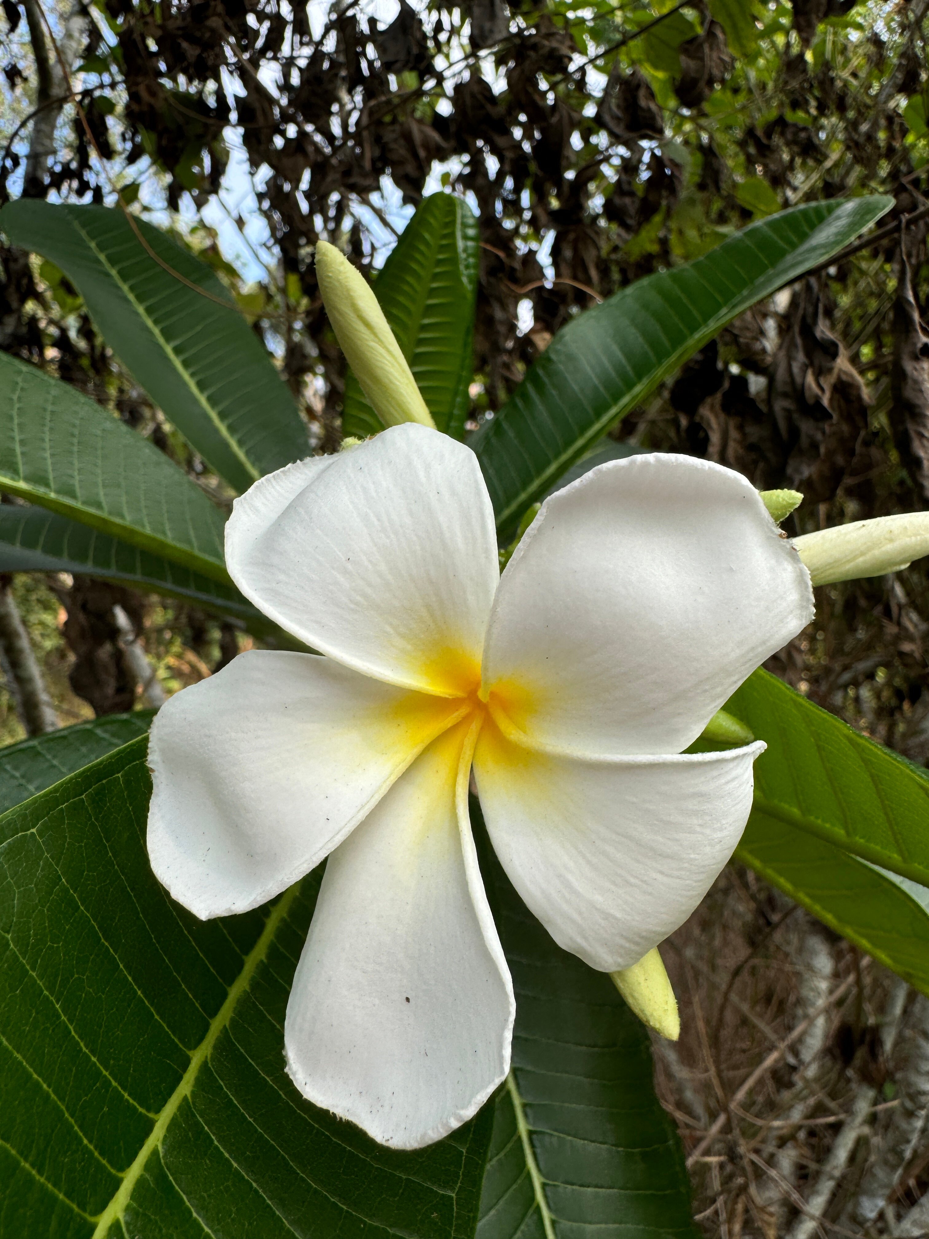 Фото Wyndham Royal Lee Phuket