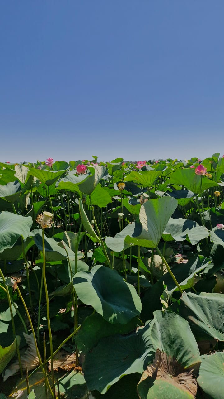 Фото Тополя