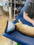 Akela (rabochiy posyolok Chishmy, Traktovaya ulitsa, 5), clínica veterinaria