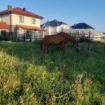 Дорожный (posyolok Dorozhny, Beryozovaya ulitsa, 53), club de caballos