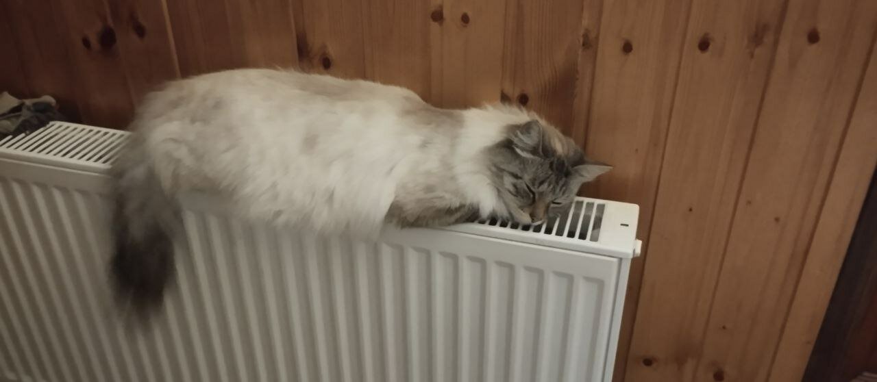 Фото Толстый кот