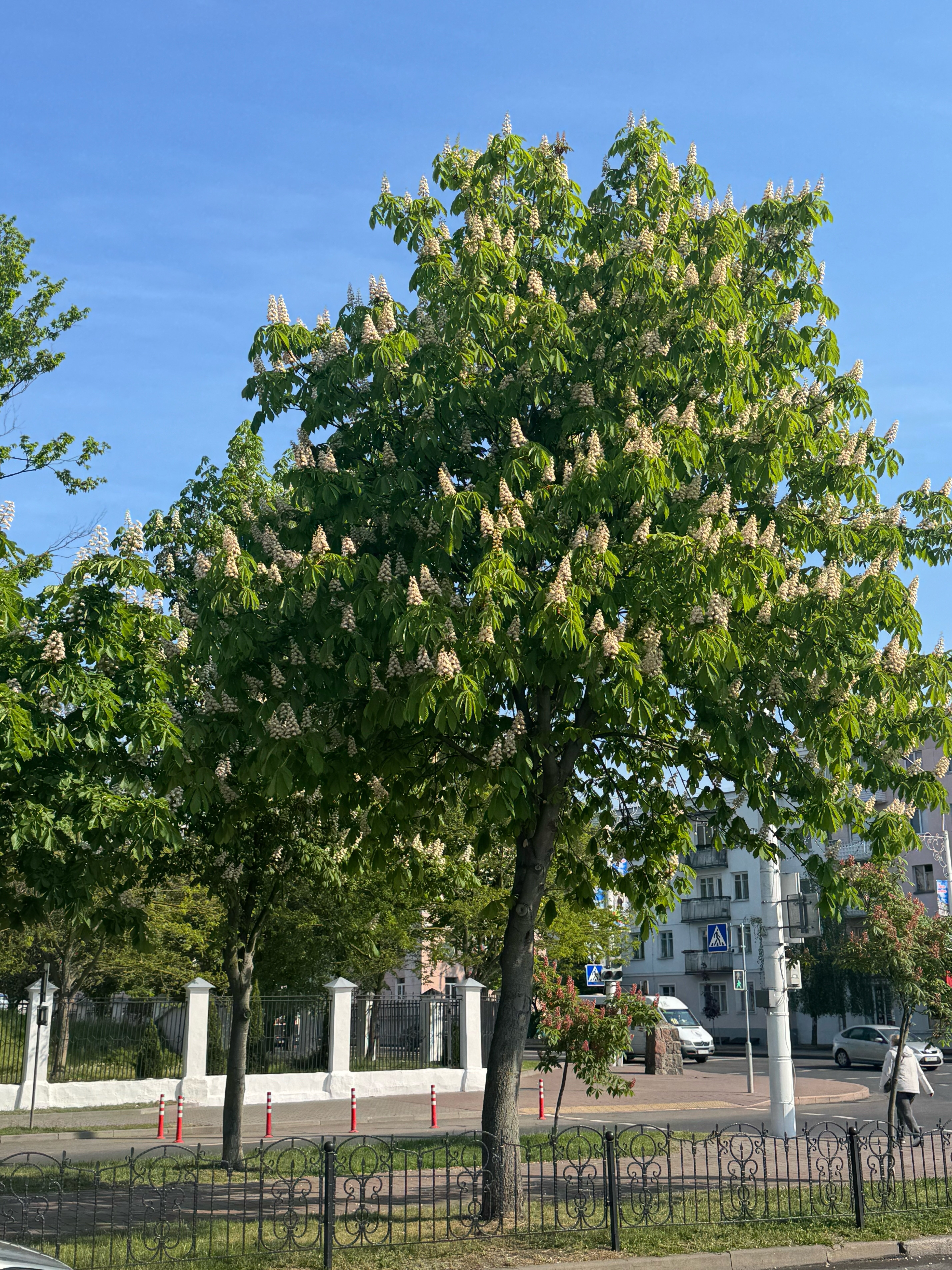 Фото Пять колец