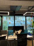 Yandex Türkiye (Istanbul, Sisli, Halaskargazi Avenue, 38-66E), it company