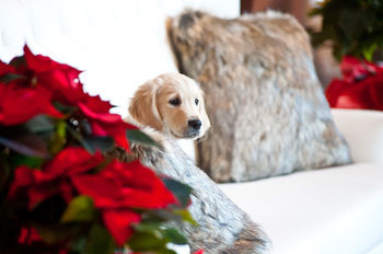 Фото Hotel Cristallo