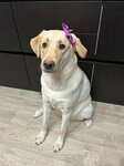ЗооТаксиПермь (ulitsa Generala Panfilova, 8), transporte de animales