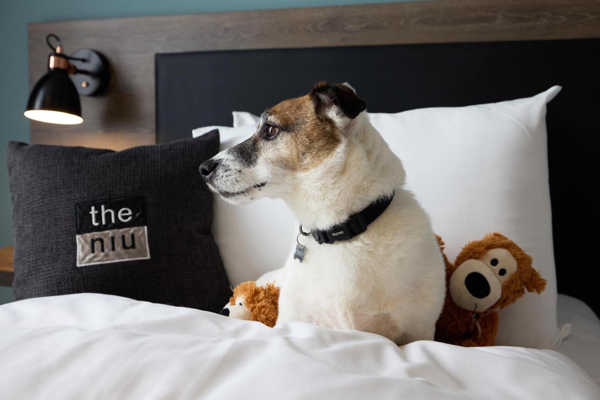 Фото The niu Loom