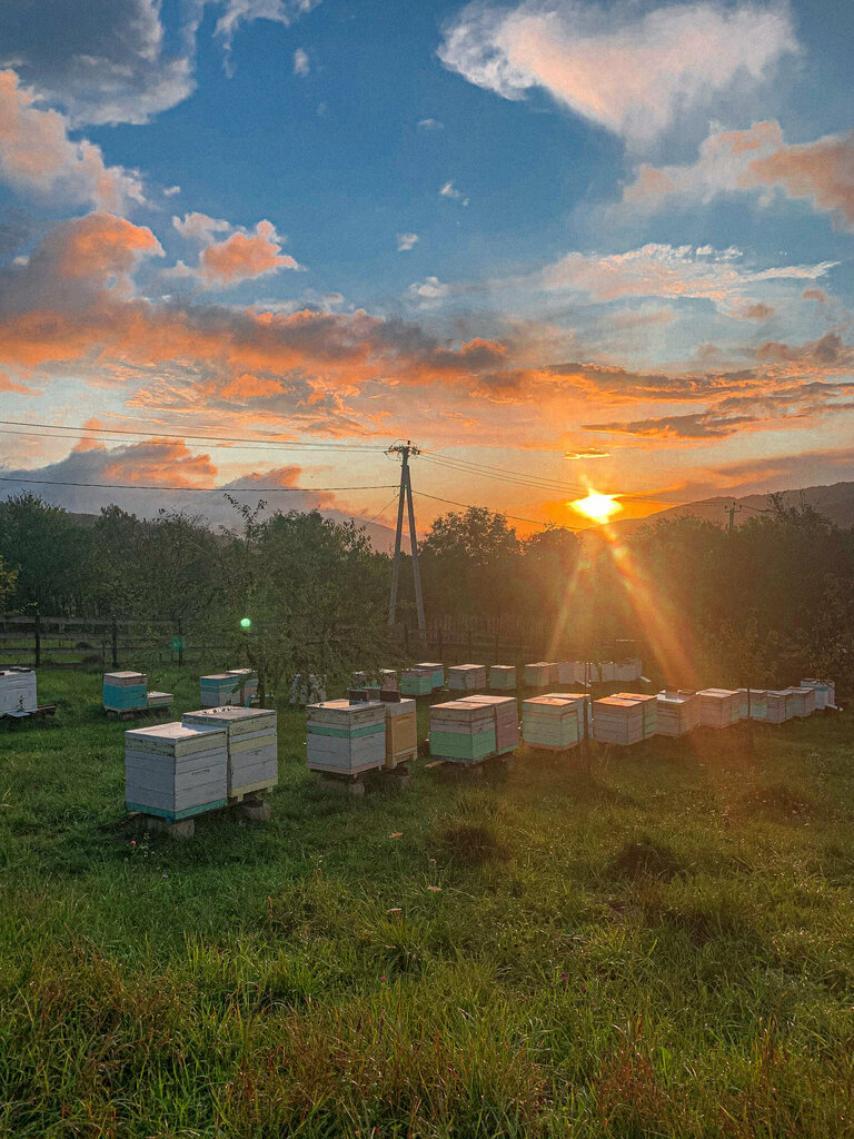 Honey and beekeeping Пасека, Krasnodar Krai, photo