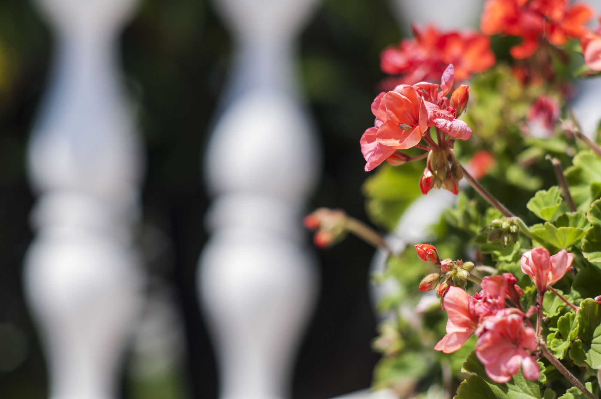 Фото Hotel Villa Serena