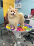 Pet Stylist Aylin Bozkurt/Cekmekoy Pati Pet Groomer (Istanbul, Cekmekoy, Ulubatli Hasan Avenue, 71A), salón de mascota, peluquería de animales