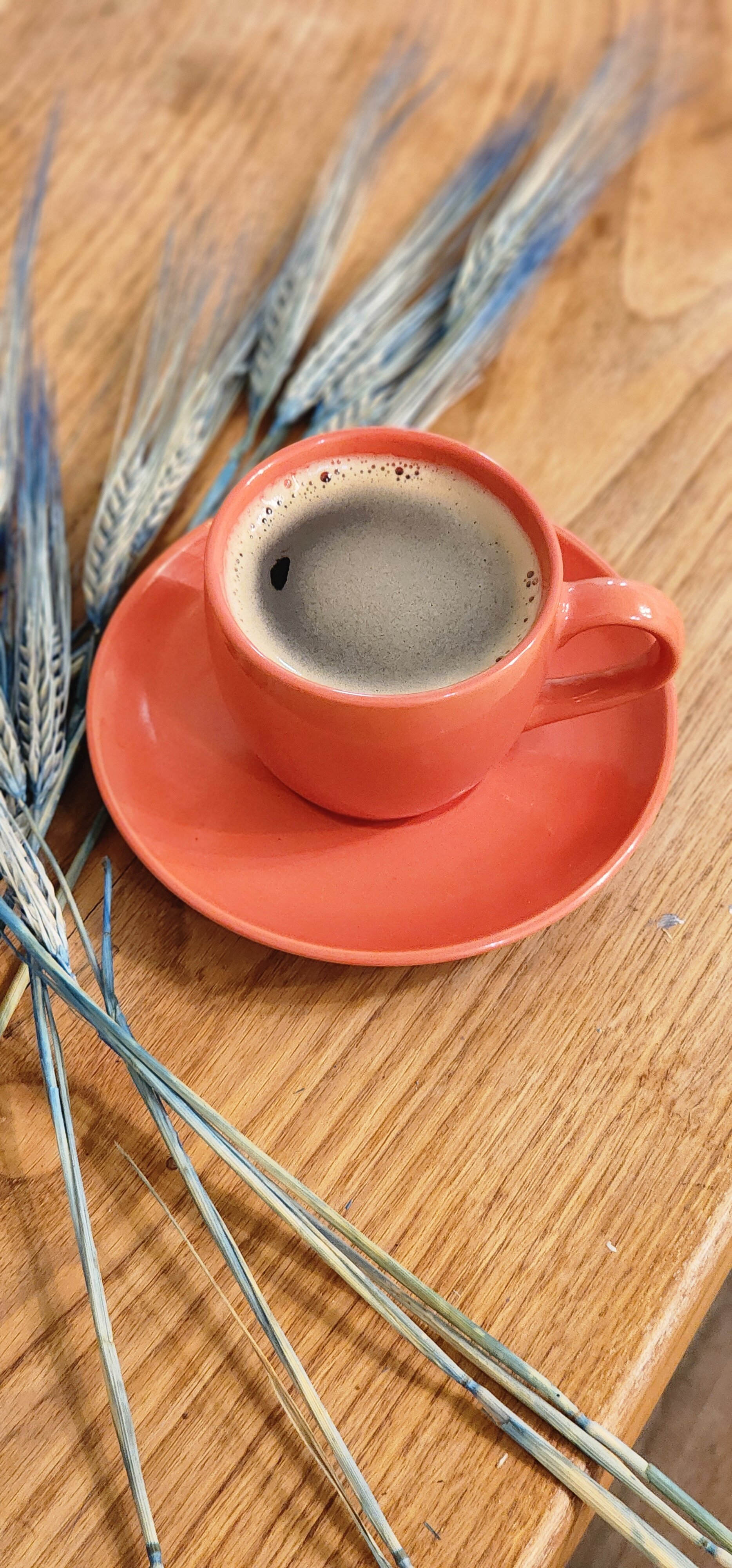 Фото Уютная Орхидея