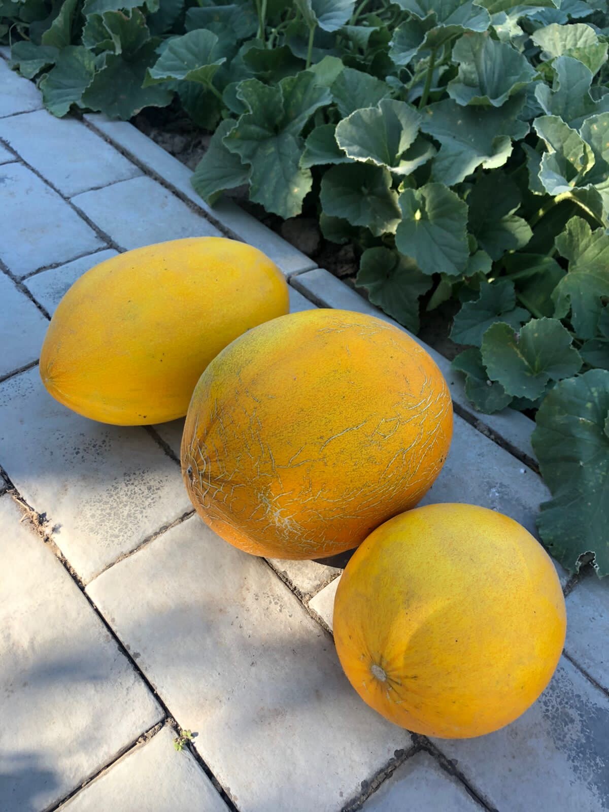 Фото Перовский Дворик