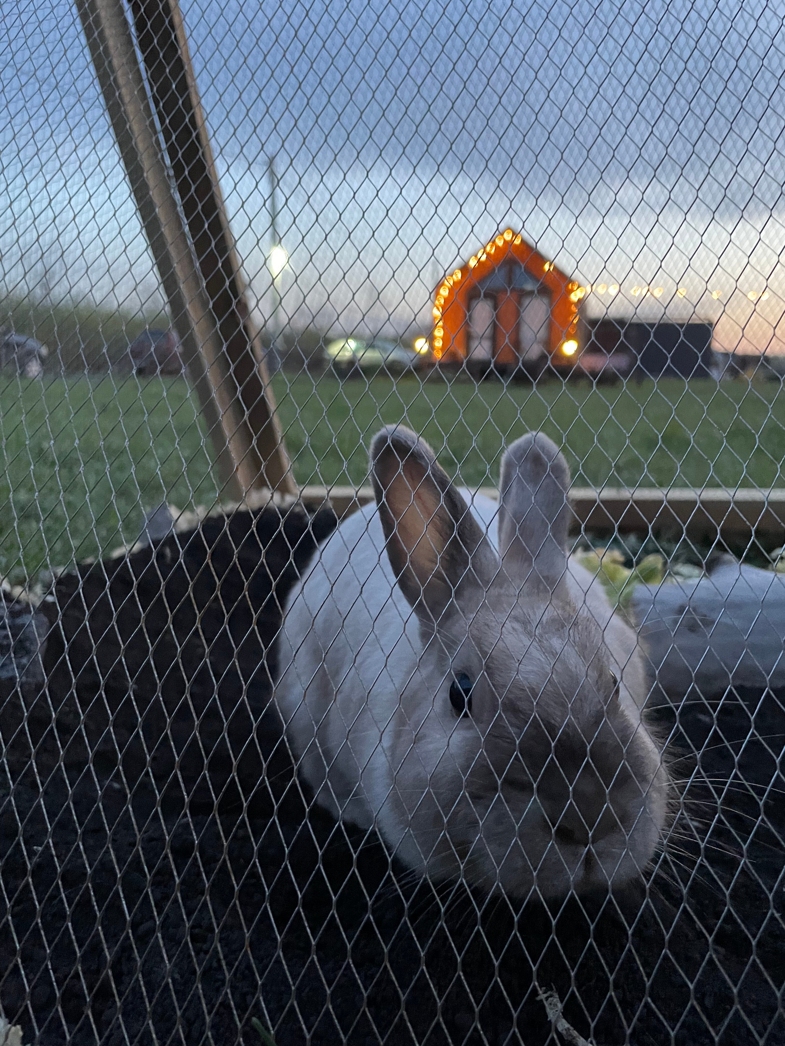 Фото Жар-Птица