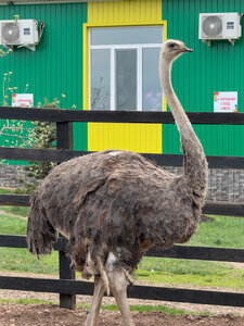 Velikolepnyy straus (selo Inzelga, Shkolnaya ulitsa, 18Г), zoo