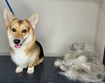ЗооЛапки (Bolshaya Sankt-Peterburgskaya Street, 24), pet salon